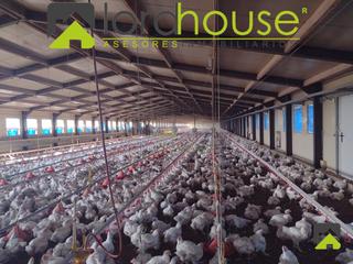 Fabrikhalle  N/a. 1208. granja avícola en producción en pedanía lorquina.