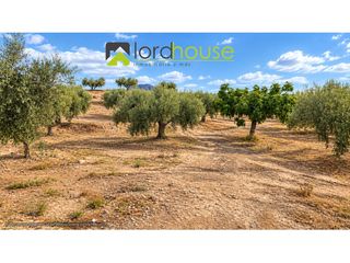 House  Calle del río. Fi875. finca con olivar, nave y agua de riego en la paca, lorca