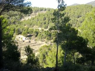 Finca rústica a N/a. Terreno rústico en torremanzanas
