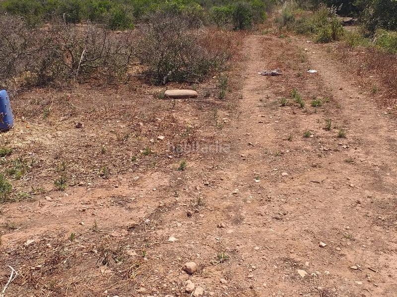 Foto 4fa005a5-2317-4680-aa3c-7cb9250d4576. Fondo rustico in Moncada