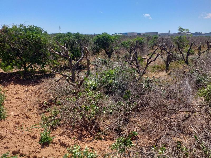 Foto 548b97eb-c99c-4e7f-9d5a-0ea560194fa6. Fondo rustico in Moncada