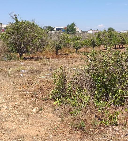 Foto b761229a-c633-415b-8bbb-5621cf48dbc8. Fondo rustico in Moncada