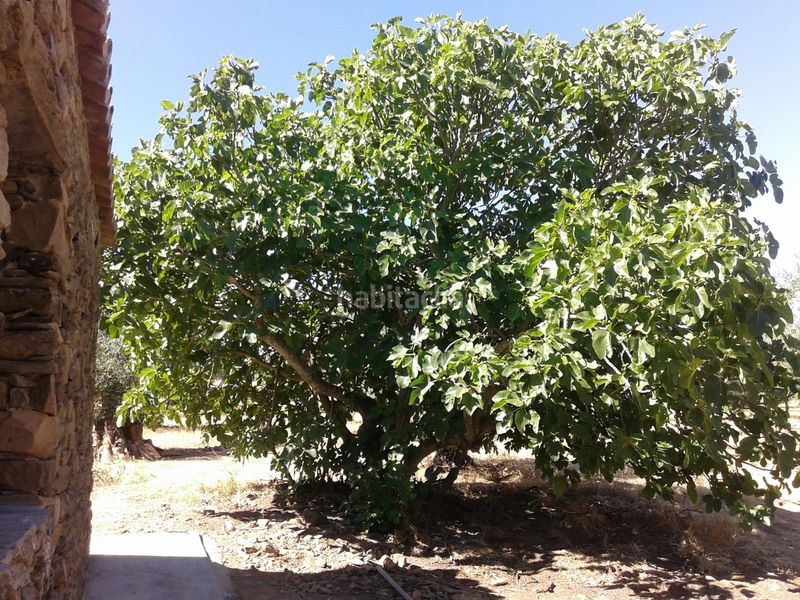 Foto a8fc4873-f8cd-4040-9080-4e399072be71. Finca rústica en plaza de ramón y cajal 5b en Madroñera
