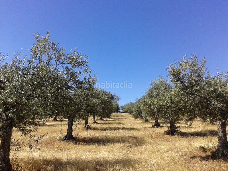 Foto b572de0c-7b60-4cc2-9b7c-12e9066efb44. Finca rústica en plaza de ramón y cajal 5b en Madroñera