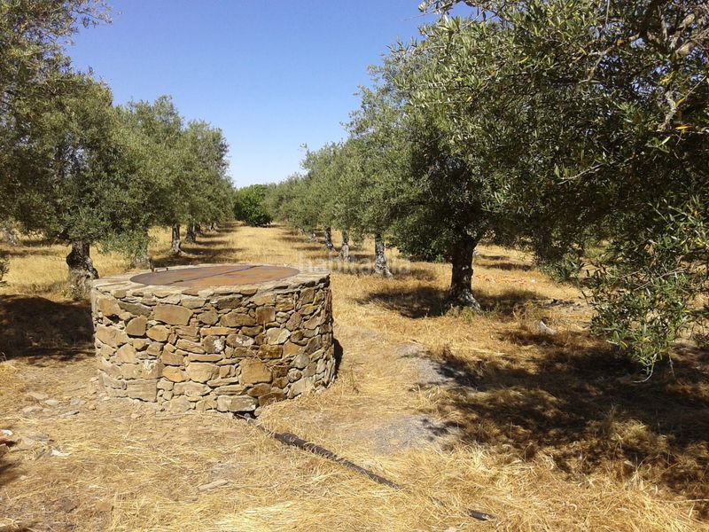 Foto edb1c6c0-8d4f-44b8-9357-d254a28cdc70. Finca rústica en plaza de ramón y cajal 5b en Madroñera