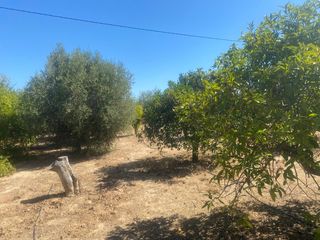 Fondo rustico in Camino Conde del Valle