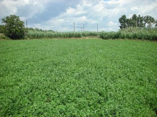 Finca rústica a Vilanova del Vallès. Terreno rústico no edificable sólo para uso exclusivamente agríc