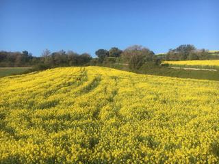 Finca rústica a Sant Guim de Freixenet. Venta de terreno agrícola en sant guim de freixenet