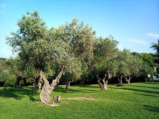 Finca rústica a Albagés (L´). Finca rústica 25 hectarees.