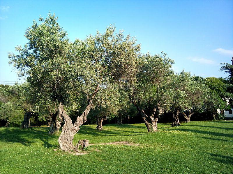 Foto e1f60079-6be5-48d9-bb6c-c48ffb85fb9c. Propriété dans Albagés (L´)