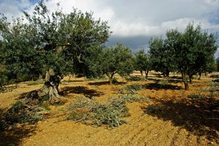 Finca r�stica en Floresta (La). Finca agricola a la venda