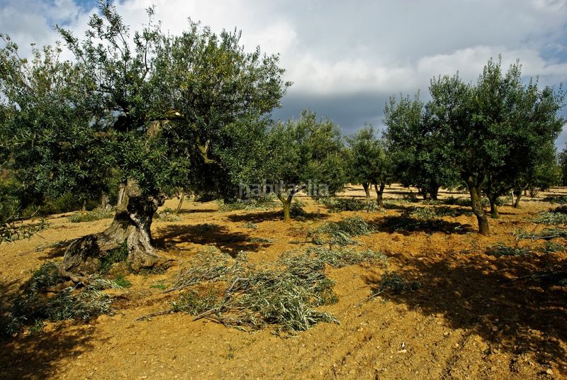 Foto ca98497f-ea8c-4628-b4e9-75c97f1cede6. Finca rústica a Floresta (La)