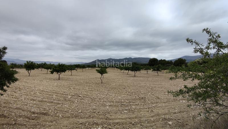 Foto b429e7f5-431f-488a-ac13-3be2c6e17d1e. Finca rústica a plaça poligono 3 271 a Sax