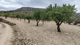 Finca rústica a Sax. Suelo rústico con posibilidad de construcción de vivienda unifam