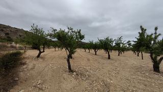 Finca rstica en Plaa poligono 3 271. Suelo rstico con posibilidad de construccin de vivienda unifam