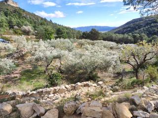 Masía en Partida valldebous. Finca rúst. en venta en senia la.