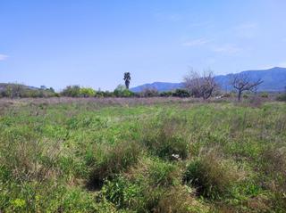 Masia a Les crevetes. Finca rúst. en venta en ulldecona.