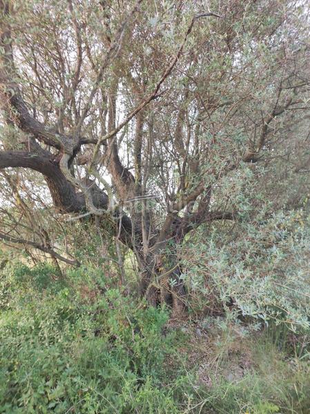 Foto 96914510-453a-431e-b288-cf75fcc82ae8. Casale in mas de lluna - els valentins in Ulldecona