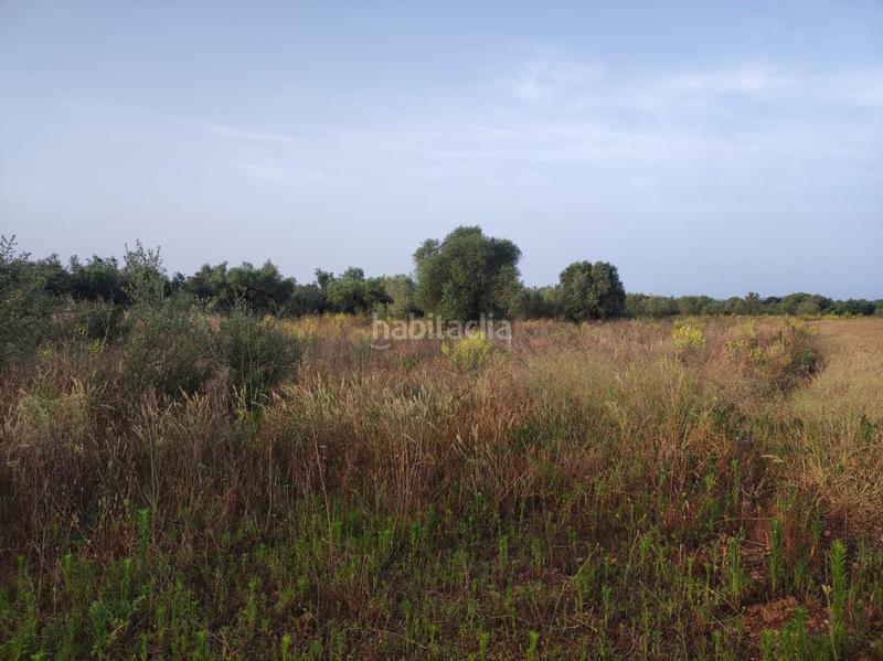 Foto 9f3164a6-898d-452e-907f-e65dff0c7c95. Casale in mas de lluna - els valentins in Ulldecona