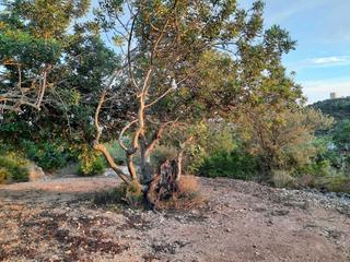 Masia a Serra de godall. Finca rúst. en venta en ulldecona.