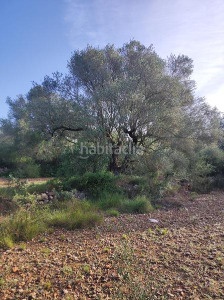 Foto 11fc5569-bd19-4f1b-a6df-8af8d994f721. Casale in la raval in Ulldecona