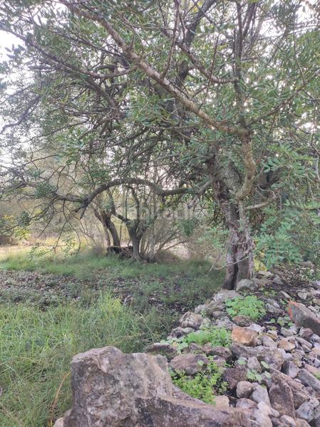 Foto c84d2b3c-7c30-4be6-8c89-a14db5ac6f98. Casale in la raval in Ulldecona