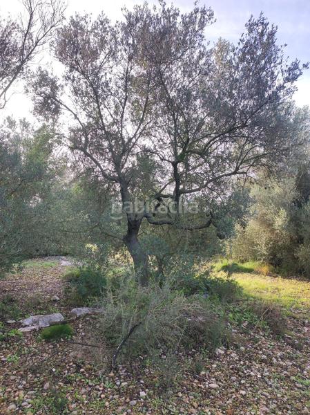 Foto fccc08d1-fe30-40e0-85e2-271f985e9696. Casale in la raval in Ulldecona