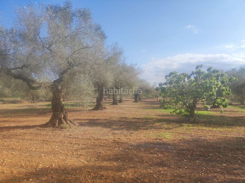 Foto 49f0ede7-af90-4287-9fdd-c0325b43f381. Masia a la cogula a Ulldecona