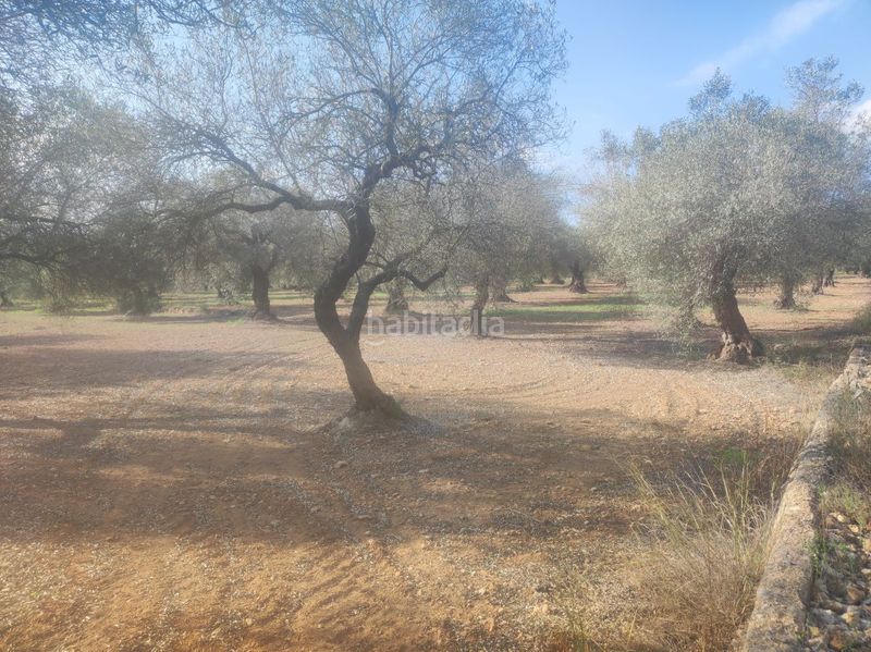 Foto 867c788a-aa60-42bc-b8a4-39b5b84c4f40. Masia a la cogula a Ulldecona