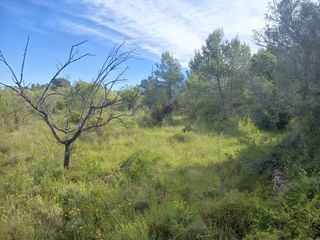 Country house in Les bassoles. Finca rúst. en venta en ulldecona.