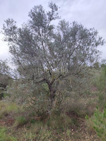 Foto 1d13023e-a8e8-4e0d-98f4-5116d3ef6b36. Wohngrundstück in martinenca in Alcanar