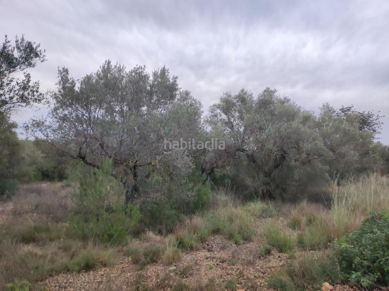 Foto 217817e6-91e5-4201-a91d-cc92d8922cb1. Wohngrundstück in martinenca in Alcanar