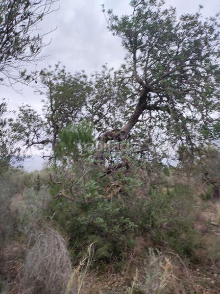 Foto bec01a56-df99-43bd-ba4d-f0c2c874f219. Wohngrundstück in martinenca in Alcanar