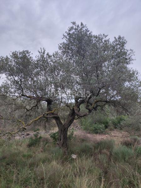 Foto ebb96947-2769-4f28-88be-caad7928b9a7. Wohngrundstück in martinenca in Alcanar