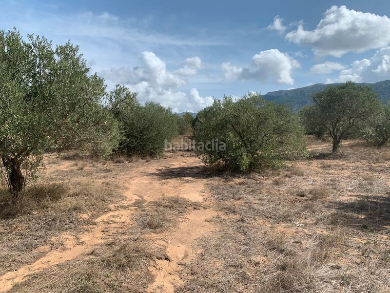 Foto 3bddd82a-2f8e-4c33-afc8-e51560280df1. Fondo rustico in Las Tiesas Villena