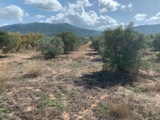 Propriété  Partida peña rubia. Terreno en peña rubia