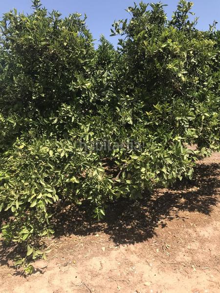 Foto 2c391f4f-7a83-4bb6-86a3-018a2a22a3a0. Landgut in Foios