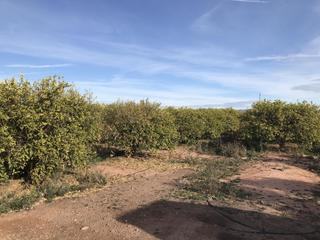 Finca rústica a Foios. Se vende terreno rústico, agrario de 3.702m2 en foiosvalencia.pr