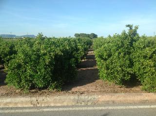 Terreny residencial a Museros