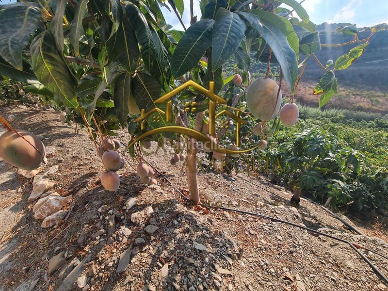 Foto 9faed9f1-a2e0-496f-91c9-0e1ad7e04035. Bauernhof mit pool in Norte - Barrio del Pilar - El Reñidero Vélez - Málaga