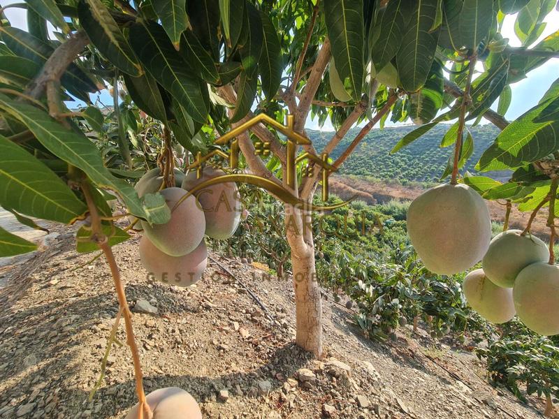 Foto 747d78a6-ede1-4f3a-bcb6-1b5ca4d2d6c4. Casale con piscina in Norte - Barrio del Pilar - El Reñidero Vélez - Málaga