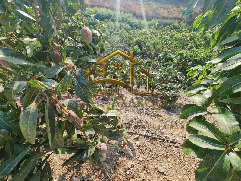 Foto a53faf06-76a9-49c1-8a6f-beed1a0025ff. Country house with pool in Norte - Barrio del Pilar - El Reñidero Vélez - Málaga