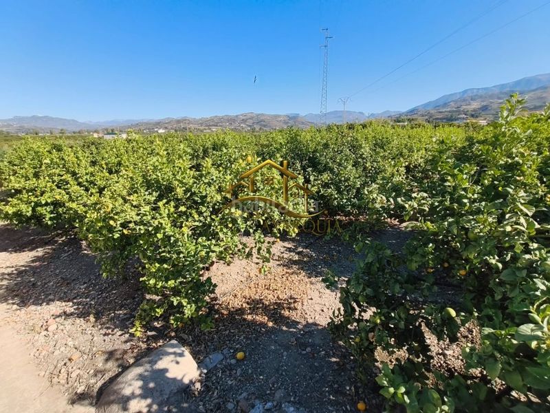 Foto c389b958-e0e1-40a2-b7c5-f06273c3ccdc. Finca rústica a Camino Algarrobo - Las Arenas Vélez - Málaga