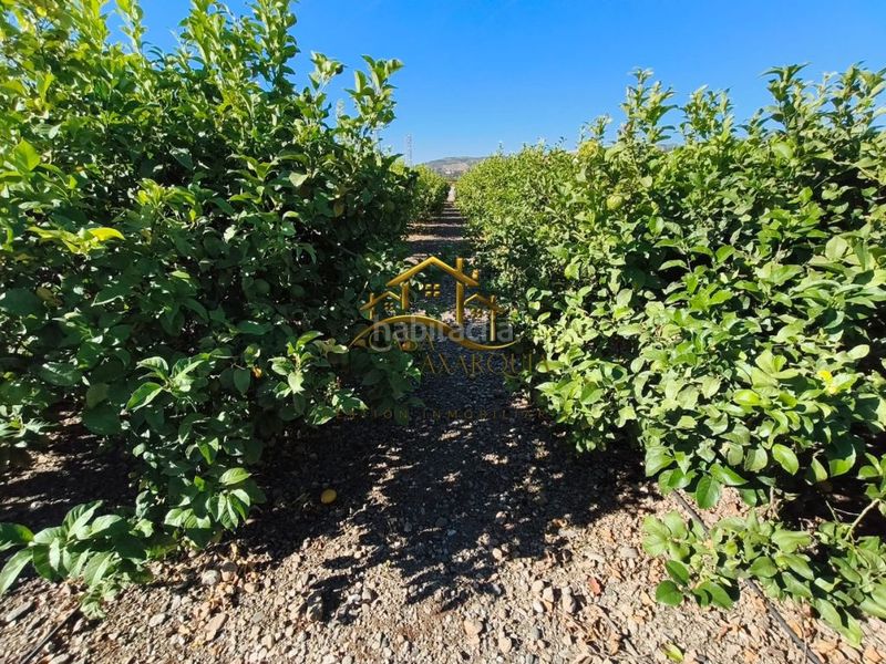 Foto cffabd9c-12d1-4ddd-b564-4932e7a4c48b. Finca rústica a Camino Algarrobo - Las Arenas Vélez - Málaga