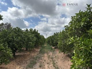 Finca rústica a Doctor Palos - Alto Palancia. Terreno rústico en venta en sagunto  sagunt.