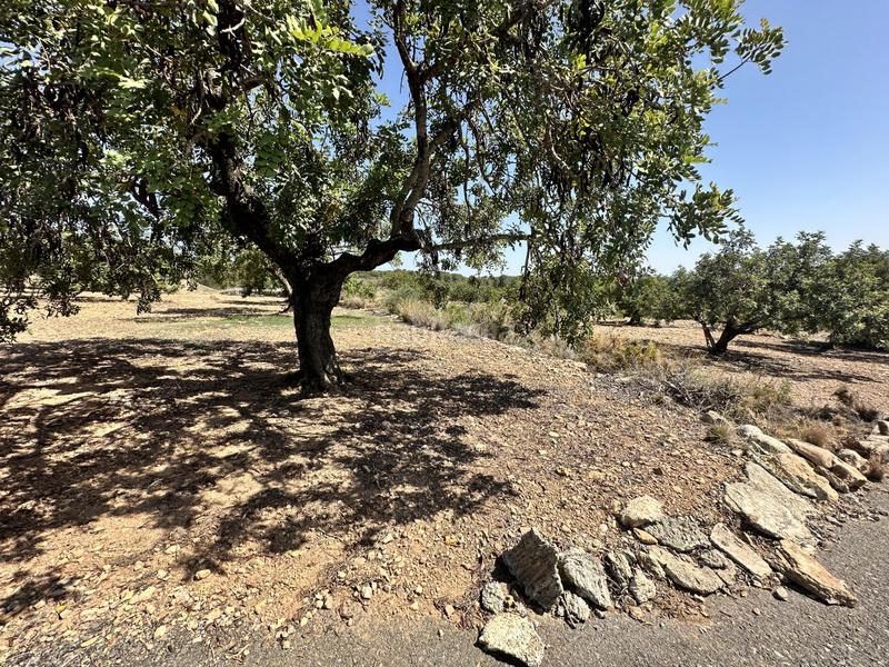 Foto bd495b17-8c24-45bf-b30c-62a4ee2cfe6a. Residential plot in Alfara de Algimia