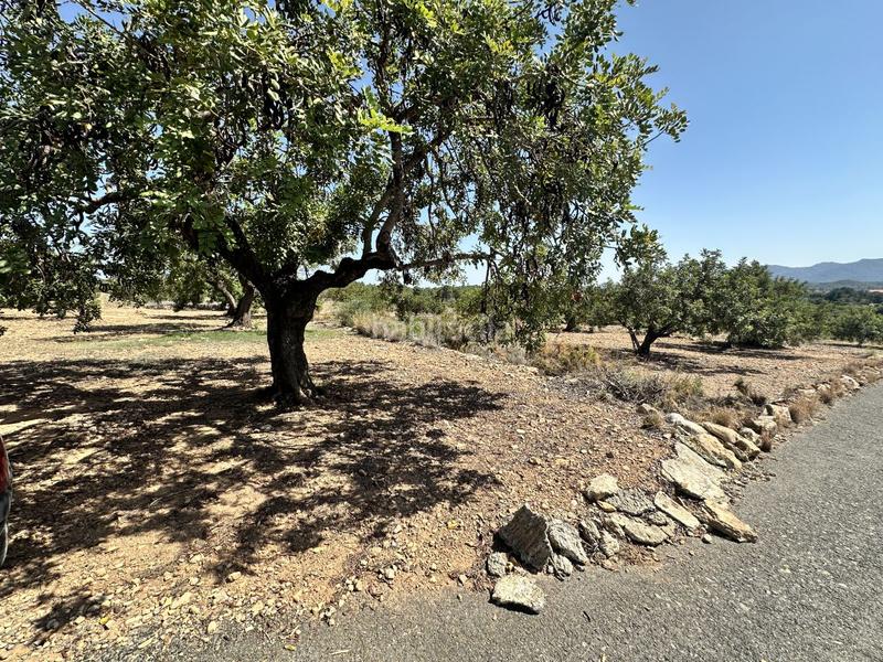 Foto eb0ec576-a2b1-41a4-9de2-0d3294a3f315. Residential plot in Alfara de Algimia