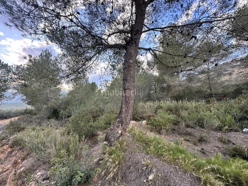 Foto 5456875d-3f16-4cdd-a434-35bcea2ee45f. Residential plot in Alfara de Algimia