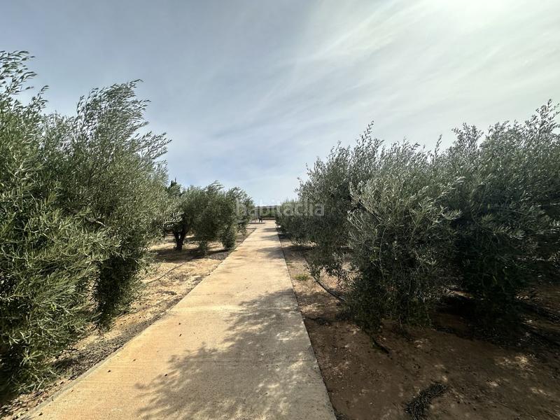 Foto e0a41530-14cd-4d94-8f94-b925a58ace04. Residential plot in Torres Torres