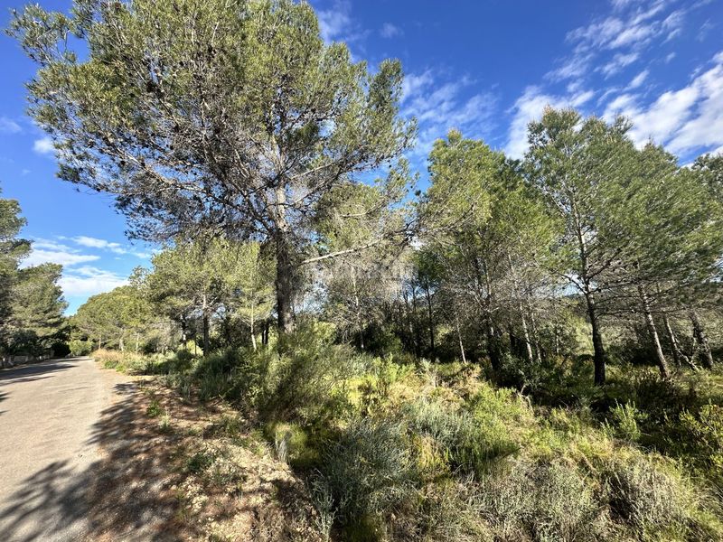 Foto 35acf721-f3f5-474c-9243-1d742de1321b. Terreny residencial a Estivella
